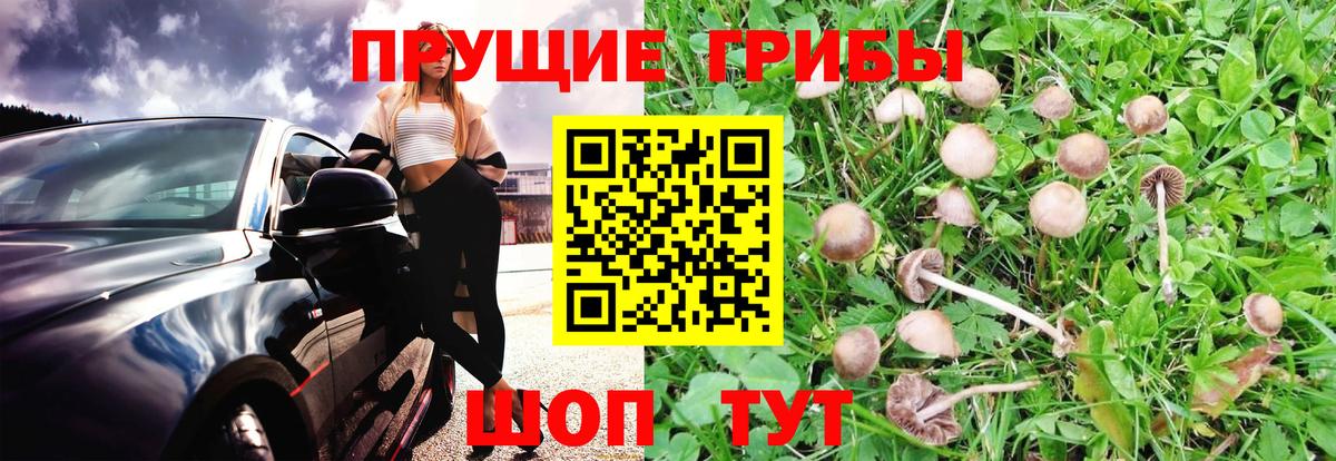 Галлюциногенные грибы мухоморы Анжеро-Судженск